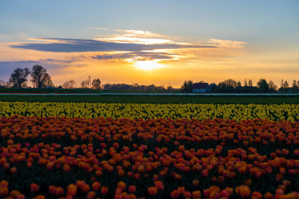 istock Tulips in the sunset with beautiful sky 1330944533