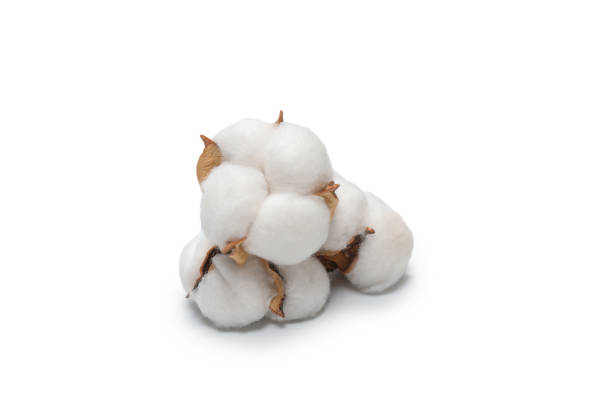 istock Cotton flower branch isolated on white background. 1330945716