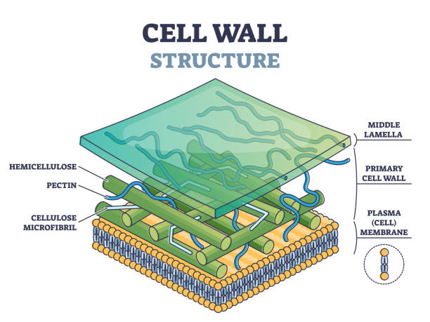 ilustrações de stock, clip art, desenhos animados e ícones de cell wall structure with plant cellular parts description outline diagram - membrana celular