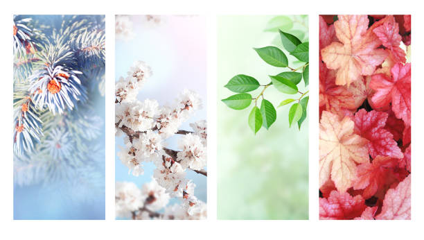 istock Four seasons of year 1330950082