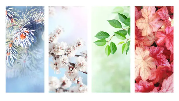 Four seasons of year. Set of vertical nature banners with winter, spring, summer and autumn scenes. Copy space for text