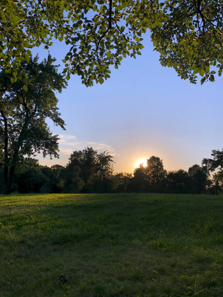 istock The setting sun behind trees and flowers 1330952273