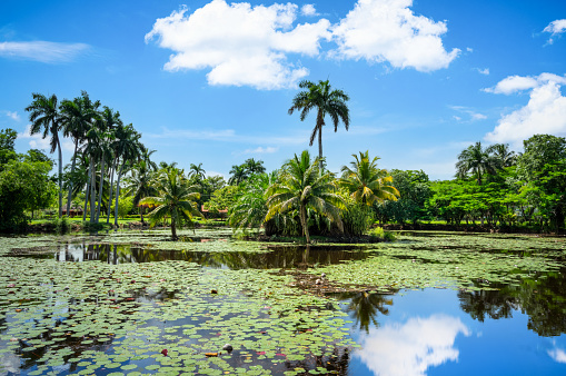 Cuban swamp - Peninsula de Zapata National Park / Zapata Swamp, Cuba