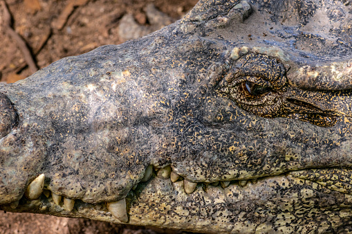 head of Cuban crocodile, Zapata Swamp, Zapata Peninsula, Cuba