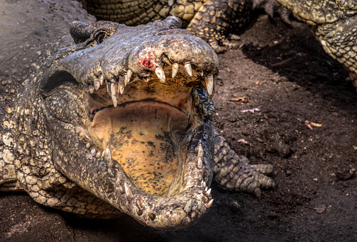 Image of a group of nile crocodile in the water getting ready to eat. Crocodiles coming out of the water to attacj prey in Africa