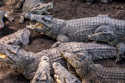 large group of Cuban crocodile, Zapata Swamp, Zapata Peninsula, Cuba
