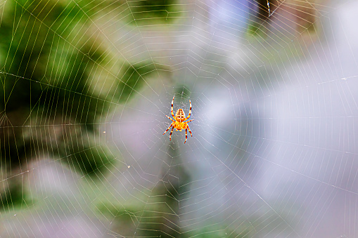 Spider Stepping Out of Spider Web