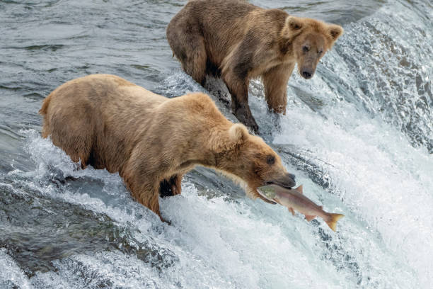 istock Brown Bear #128 (Grazer) catches a Sockeye Salmon at Brooks Falls. 1330953813