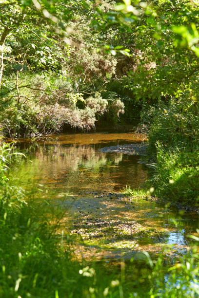 istock Idyllic river landscape with greenery. Mysteries forest. Green landscape 1330955065