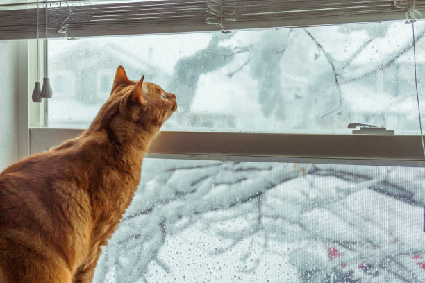 istock Orange Tabby Looking Curiously Out the Window on a Snowy Winter Day 1330955445