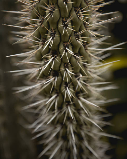 istock Beautiful  plants from the garden 1330955619