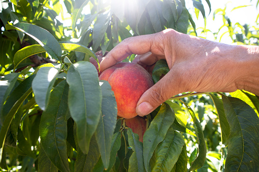 Harvesting, Peach, Human hand, Sunlight, Peach tree