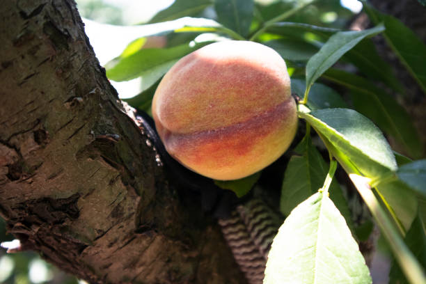 персик на дереве - peach peach tree close up fluffy стоковые фото и изображения