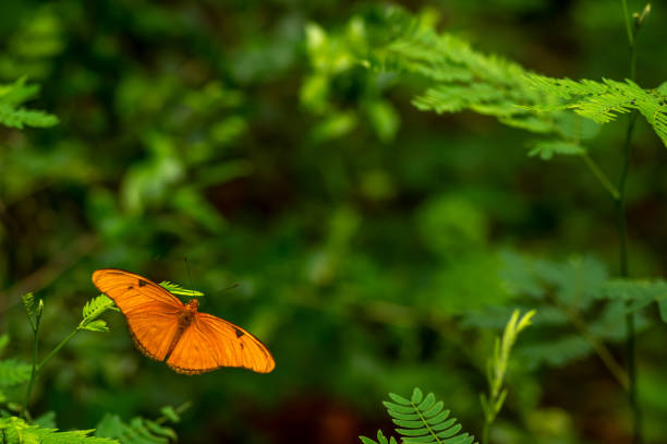 close up of an orange julia butterfly or julia heliconian or the flame, or flambeau dryas iulia - butterfly flying tropical climate close to imagens e fotografias de stock