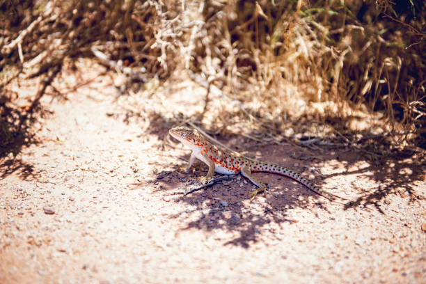 Lizard getting some shade in Arches National Park
