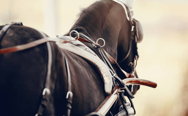 istock Horse-drawn transport. 1330959101