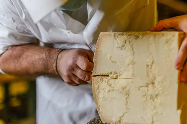 Cheese dairy master cutting a parmesan cheese wheel at the dairy facility storage - caveau