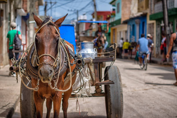 cheval de bataille à trinidad, cuba - traction animale photos et images de collection