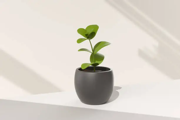 Photo of Tree pot in white background. minimal concept idea creative. 3D render.