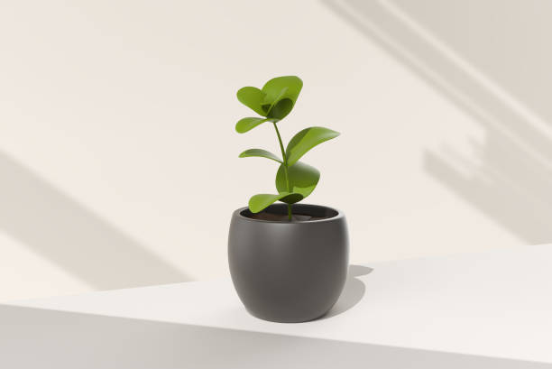 pote de árvore em fundo branco. ideia de conceito mínimo criativo. renderização 3d. - small plants - fotografias e filmes do acervo