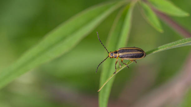 istock Goldenrod Striped Beetle, (Trirhabda virgata), Leaf beetle or Skeletonizing leaf beetle. 1330960955