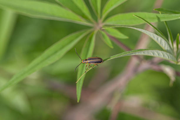 istock Goldenrod Striped Beetle, (Trirhabda virgata), Leaf beetle or Skeletonizing leaf beetle. 1330960964