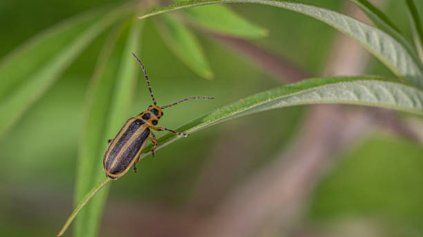 istock Goldenrod Striped Beetle, (Trirhabda virgata), Leaf beetle or Skeletonizing leaf beetle. 1330960969