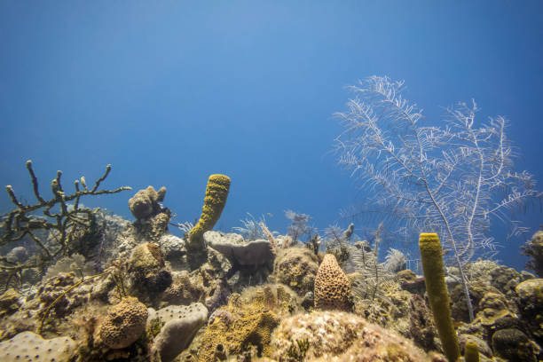 istock Caribbean sea underwater coral reef in Cuba 1330960993