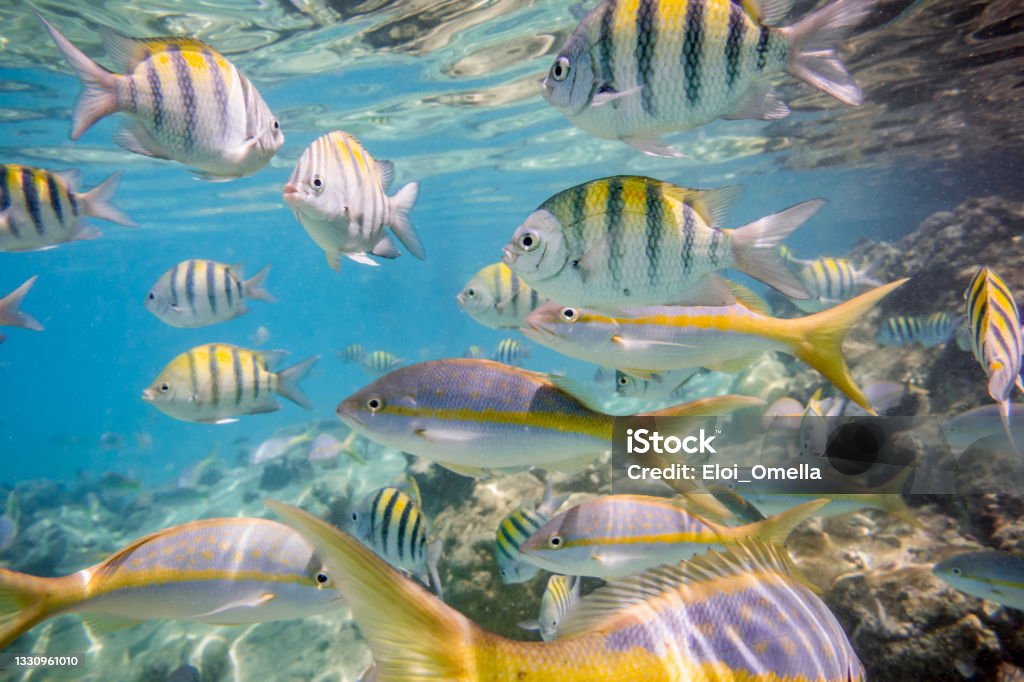 Caribbean sea underwater coral reef tropical fish Caribbean sea underwater coral reef with colorful tropical fish, Greater Antilles, Cuba Fish Stock Photo