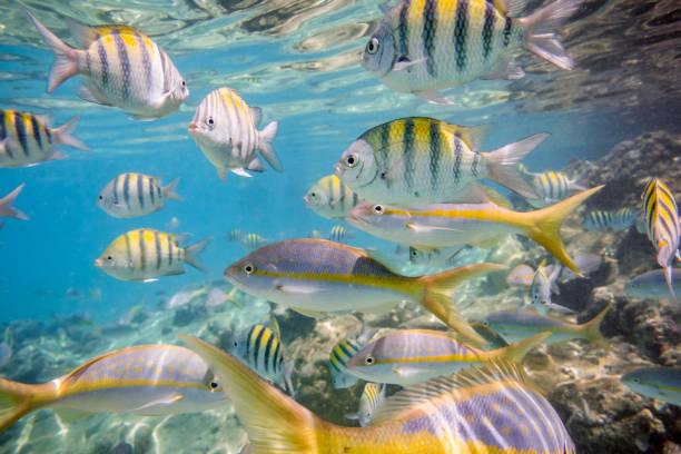 Caribbean sea underwater coral reef tropical fish Caribbean sea underwater coral reef with colorful tropical fish, Greater Antilles, Cuba angelfish photos stock pictures, royalty-free photos & images