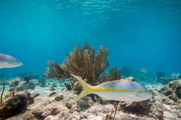 istock Caribbean sea underwater coral reef tropical fish 1330961013