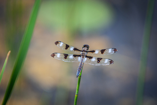 A graceful dragonfly near a marsh in the boreal forest.