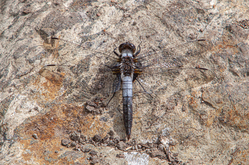 A Lydian dragonfly near a marsh in the boreal forest.