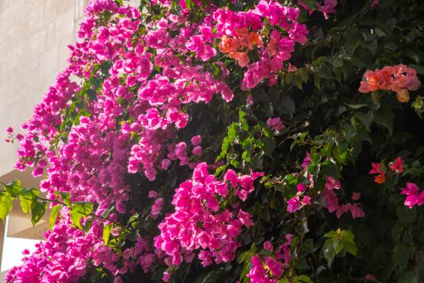 istock Bougainvillea hedge in sunlight 1330961593