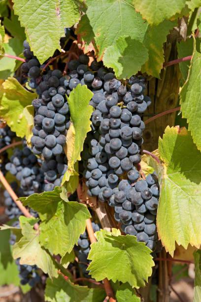 istock Vineyards in the Ahr River Valley 1330961841