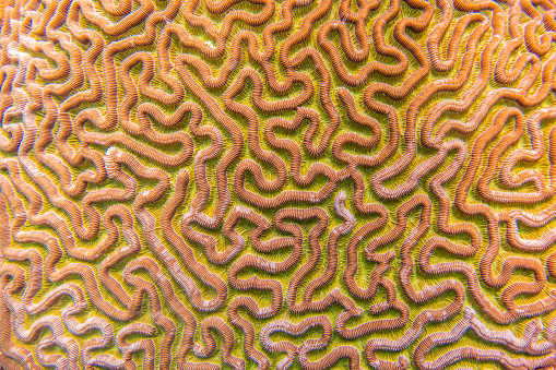 yellow Brain Coral on underwater coral reef, Cuba