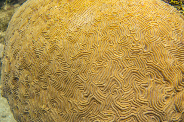 istock Brain Coral on underwater coral reef, Cuba 1330961897