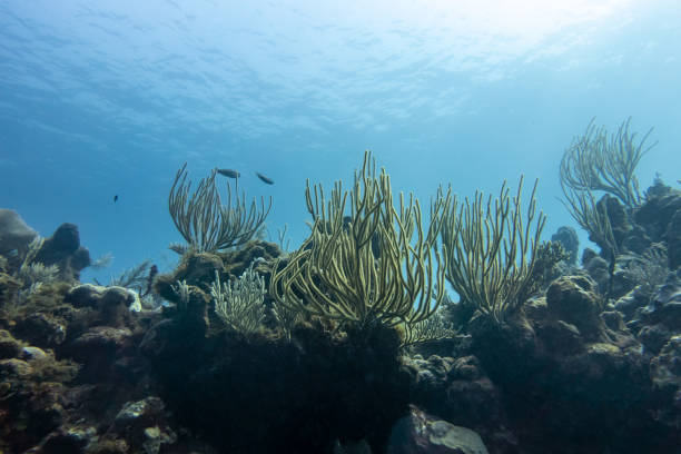 Caribbean sea underwater coral reef with tropical fish in Cuba