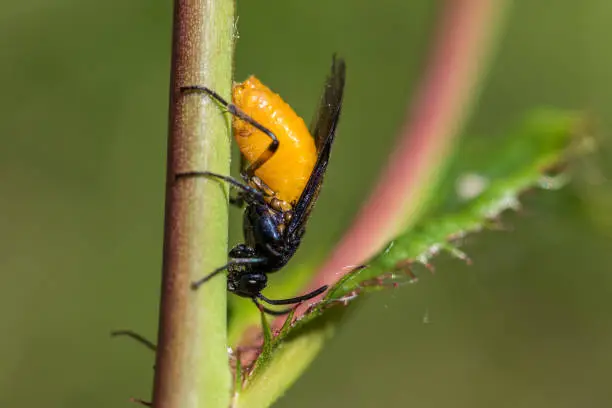 Large Rose Sawfly Arge pagana laying eggs on a rose plant stem. Close up of this insect from East Anglia UK. Garden fly pest late spring early summer  2021