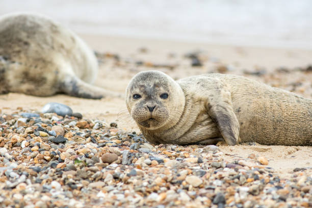 istock Grey seal pup on the beach. Cute animal portrait image. 1330961961
