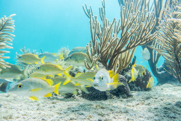 A Convict tang, identified as Acanthurus triostegus, glides gracefully over a sandy ocean floor dotted with green seaweed and small shells in a tropical marine environment. The fish displays striking hues of turquoise blue, yellow, and green on its body and fins, highlighting its beak-like mouth and patterned scales. Sunlight filters through the water, creating a clear, vibrant underwater scene with soft currents and natural elements. This image captures the beauty of coral reef ecosystems, suitable for commercial uses in travel magazines, marine biology educational materials, ocean conservation campaigns, and tropical destination promotions. It illustrates biodiversity in shallow coastal waters, ideal for articles on sea life, snorkeling adventures, or environmental awareness content.