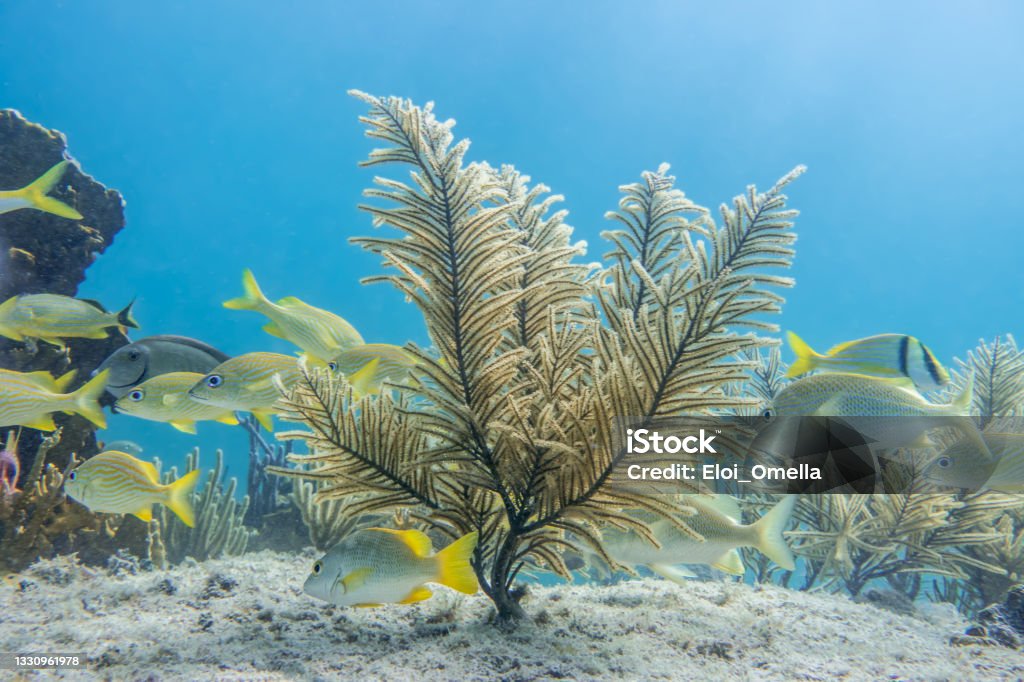 Caribbean sea underwater coral reef tropical fish Caribbean sea underwater coral reef with colorful tropical fish, Greater Antilles, Cuba Below Stock Photo