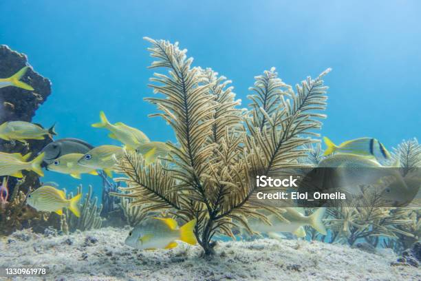 Caribbean Sea Underwater Coral Reef Tropical Fish Stock Photo - Download Image Now - Below, Sea, Water