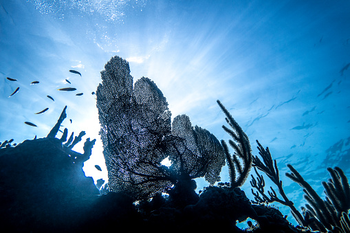 backlit blue Caribbean sea underwater coral reef with tropical fish, Greater Antilles, Cuba