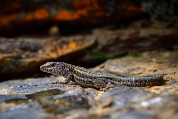 istock Reptiles in their natural environment 1330966177