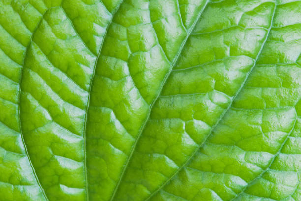 Free Stock Photo of Detailed green serrated leaves close-up | Download ...