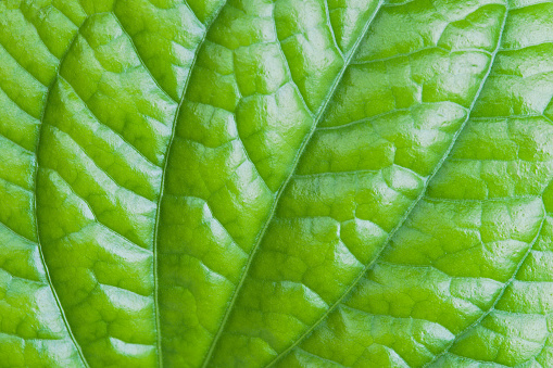 Close-up tropical fresh green leaf with show detail of rib and veins on greenery background
