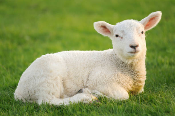 istock Baby lamb sat on grass in early morning sunlight, England, UK 1330966454