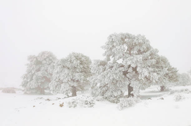 istock Beautiful winter landscape with snow covered trees 1330966697
