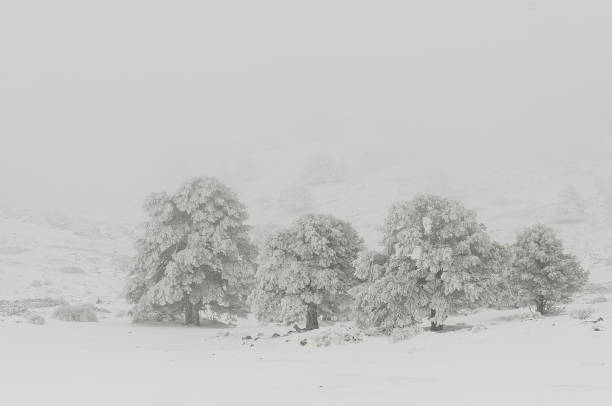 istock Beautiful winter landscape with snow covered trees 1330966705